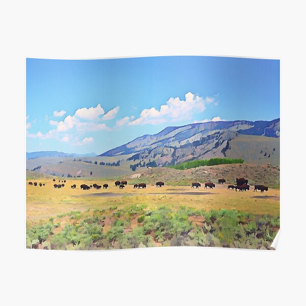 Yellowstone Bison Herd Illustration Poster RB1608 product Offical yellowstone Merch